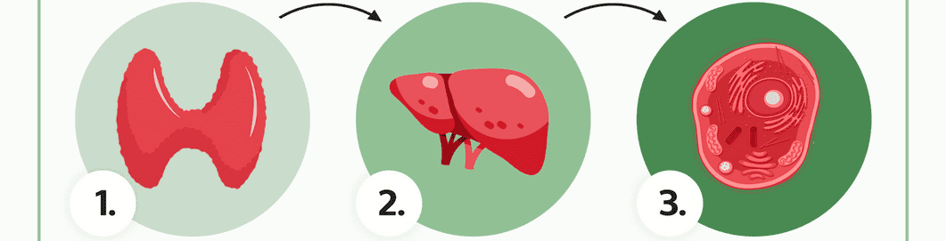 attivazione-tiroide.png